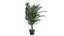 Versão de canto Dypsis lutescens