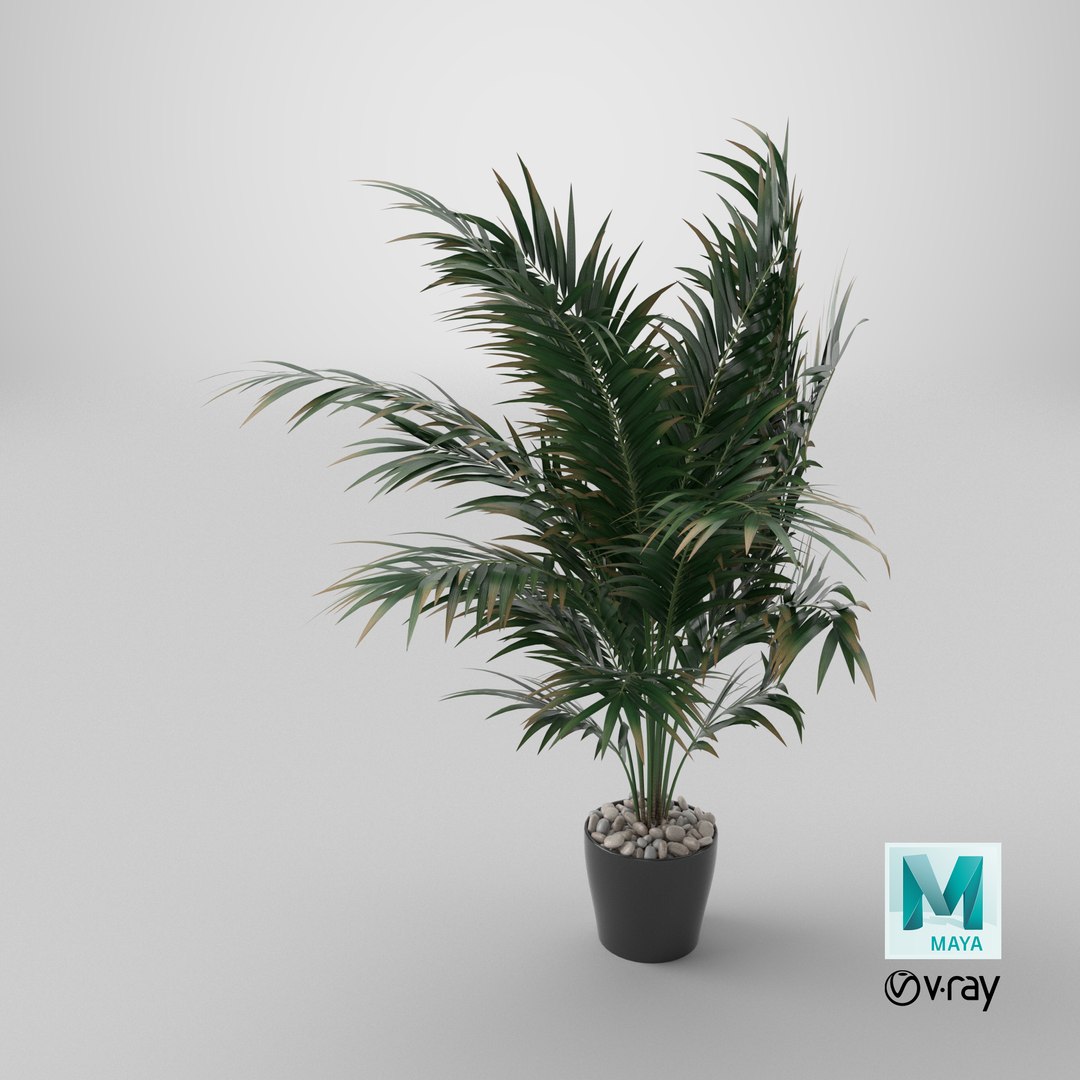 3D Dypsis lutescens corner version model https://p.turbosquid.com/ts-thumb/5Y/VKeAld/Cp/stemcell_maya_vray_render/png/1767889338/1920x1080/fit_q87/d6e21d4f61a33dc91c4edb69e9d81be90b31e851/stemcell_maya_vray_render.jpg