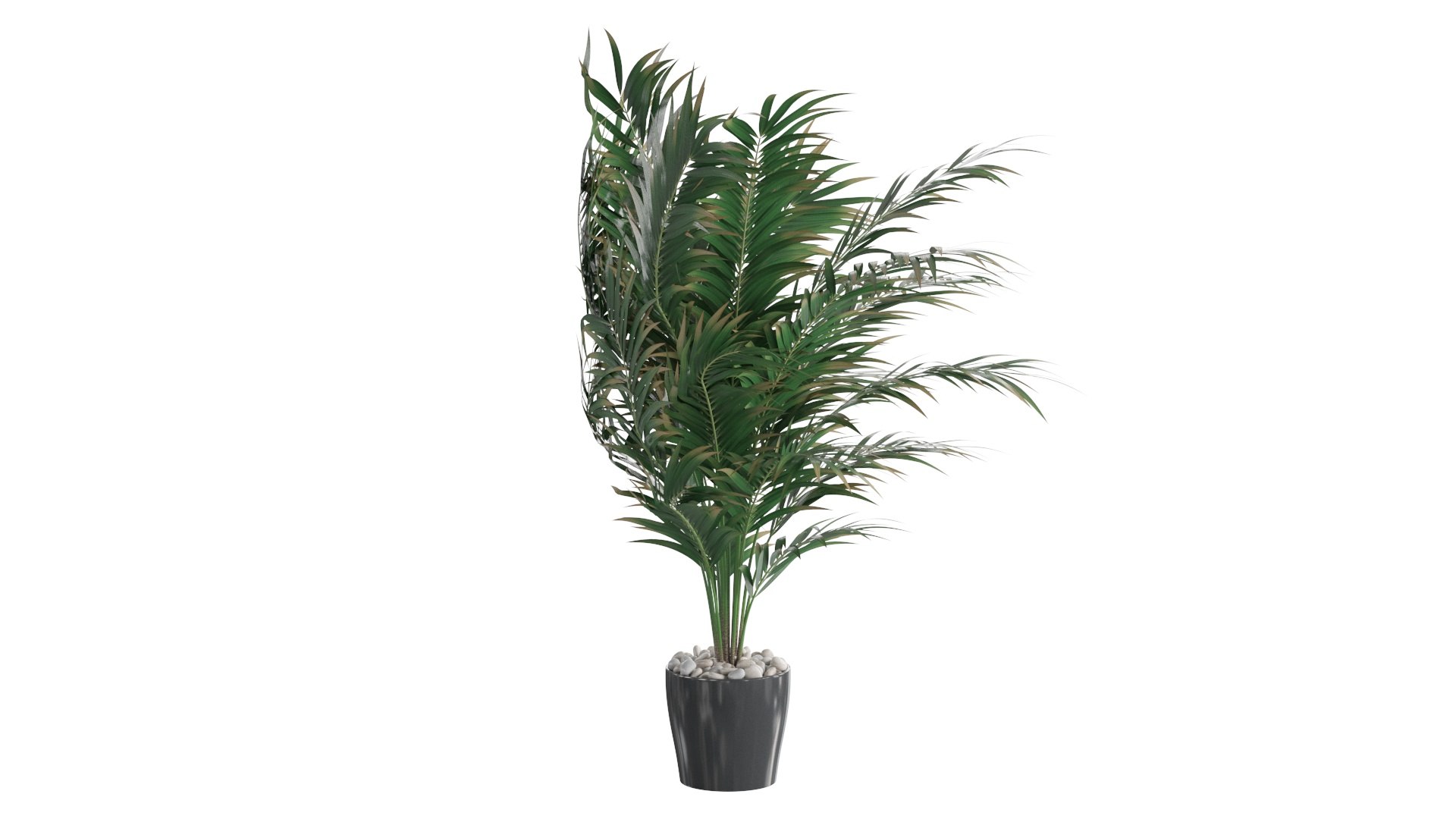 3D Dypsis lutescens corner version model https://p.turbosquid.com/ts-thumb/5Y/VKeAld/Gc/06/jpg/1767090827/1920x1080/fit_q87/4eb8fe16d59158353e3cde30a82443fc72f58f2e/06.jpg