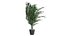 Versão de canto Dypsis lutescens
