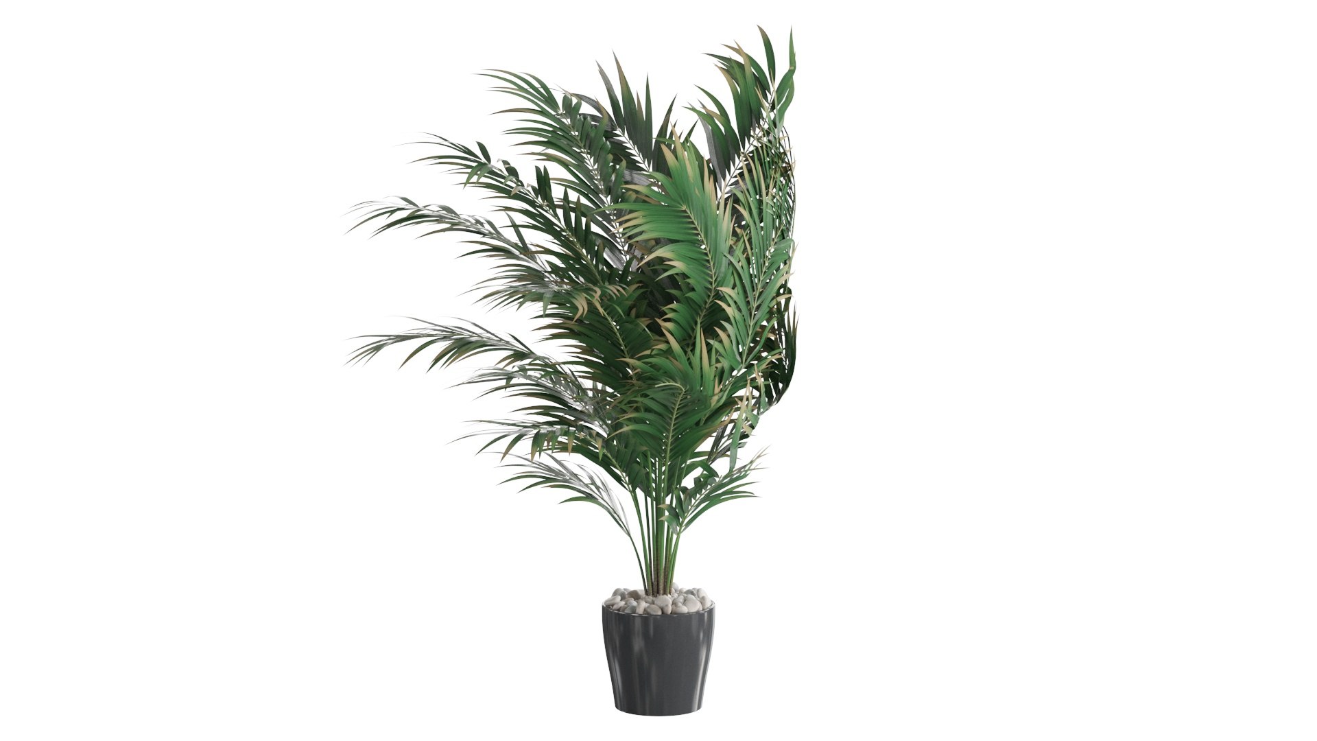 3D Dypsis lutescens corner version model https://p.turbosquid.com/ts-thumb/5Y/VKeAld/MO/05/jpg/1767090702/1920x1080/fit_q87/8ea969132714a974227aaa6ef0be126cd743cfe7/05.jpg