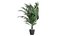 Versão de canto Dypsis lutescens