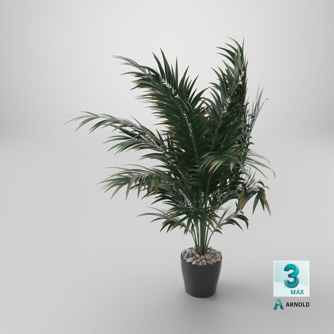 3D Dypsis lutescens corner version model https://p.turbosquid.com/ts-thumb/5Y/VKeAld/Rt/stemcell_max_arnold_render/png/1767889345/1920x1080/fit_q87/049f0863ad479539457bd40e4be137dd6a86a14f/stemcell_max_arnold_render.jpg