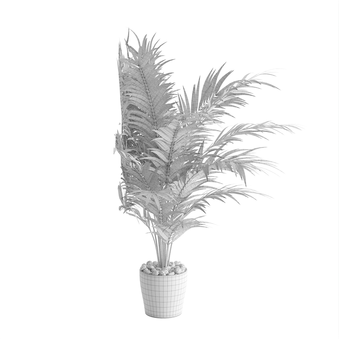 3D Dypsis lutescens corner version model https://p.turbosquid.com/ts-thumb/5Y/VKeAld/Tw/z01/jpg/1696939239/1920x1080/turn_fit_q99/d563928ccbe3b2d7d12c8b104f63dc2803b099fb/z01-1.jpg