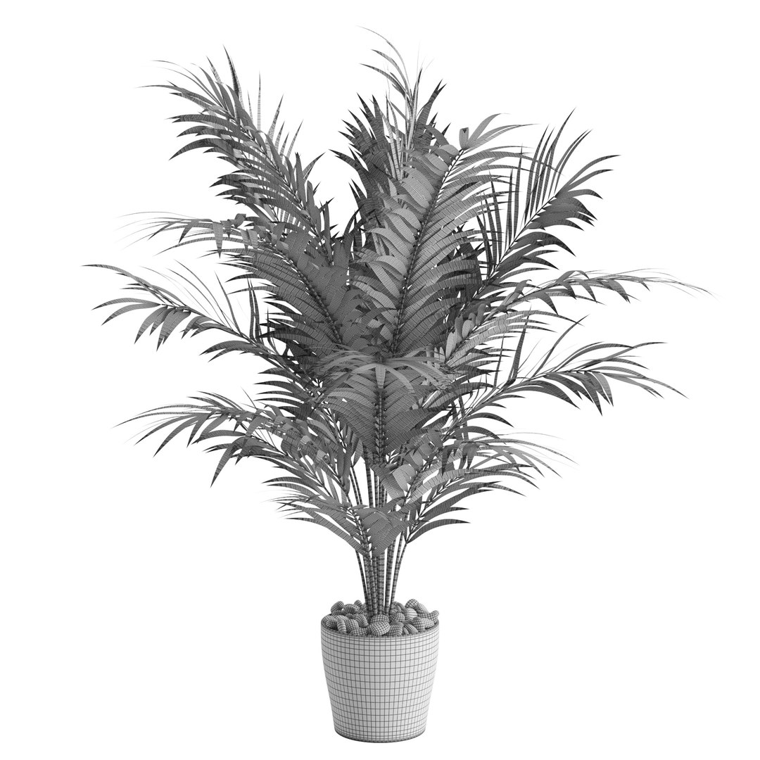 3D Dypsis lutescens corner version model https://p.turbosquid.com/ts-thumb/5Y/VKeAld/U8/15/jpg/1767090790/1920x1080/fit_q87/6186dabe6e76bdeb91f552f074198ed043ada2ab/15.jpg