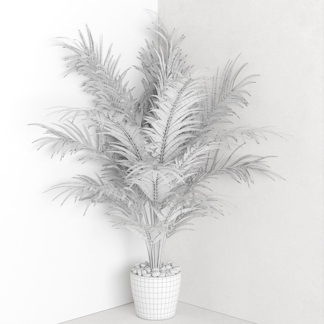 3D Dypsis lutescens corner version model https://p.turbosquid.com/ts-thumb/5Y/VKeAld/a5/z04/jpg/1696939101/1920x1080/fit_q87/a3763529c3263c492a958348a276541db5771651/z04.jpg