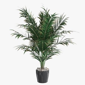 3D Dypsis lutescens corner version model