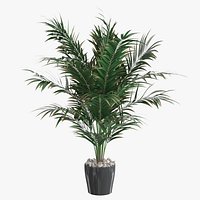Dypsis Lutescens Corner Version