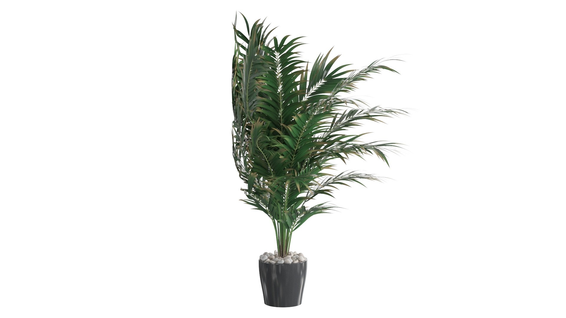 3D Dypsis lutescens corner version model https://p.turbosquid.com/ts-thumb/5Y/VKeAld/ey/05/jpg/1767090827/1920x1080/fit_q87/5717bc39fbd3e25c5bca0dad2899ec4ac90d1d1d/05.jpg