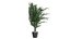 Versão de canto Dypsis lutescens