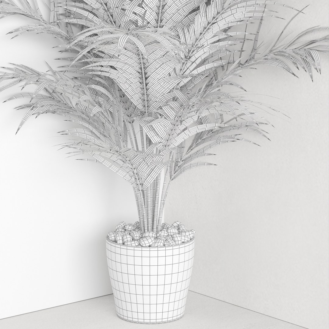 3D Dypsis lutescens corner version model https://p.turbosquid.com/ts-thumb/5Y/VKeAld/g3/7/jpg/1696939104/1920x1080/fit_q87/984c7612eccafcfad52822af44b69406384f0316/7.jpg