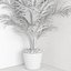 Versão de canto Dypsis lutescens
