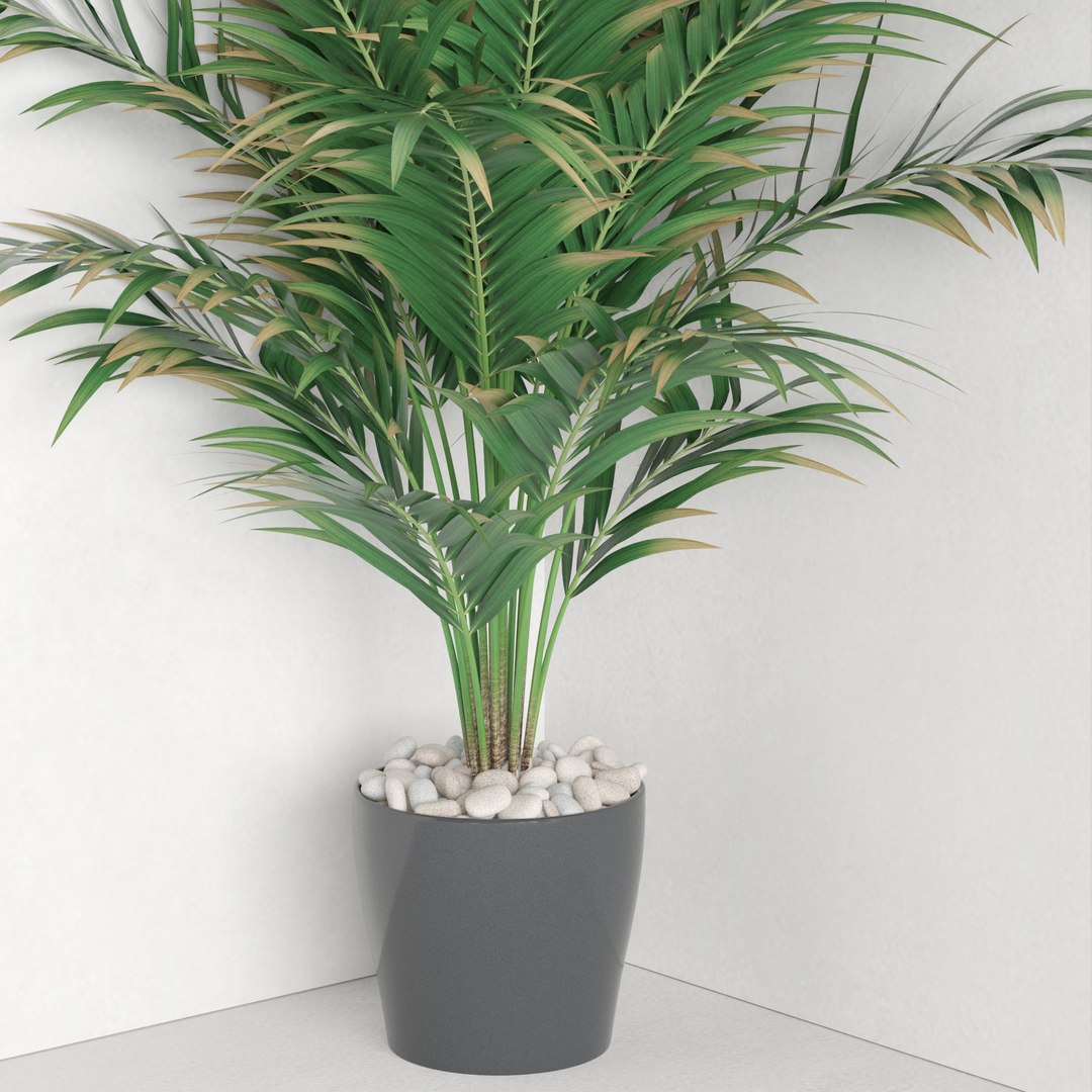 3D Dypsis lutescens corner version model https://p.turbosquid.com/ts-thumb/5Y/VKeAld/hg/6/jpg/1696939104/1920x1080/fit_q87/5ae19bfc048c792f1885c57f730cb94eeb0789e5/6.jpg