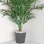 Versão de canto Dypsis lutescens