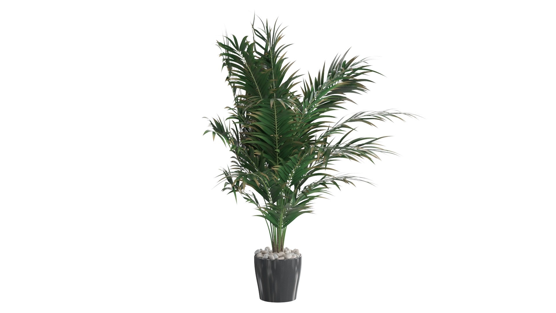 3D Dypsis lutescens corner version model https://p.turbosquid.com/ts-thumb/5Y/VKeAld/kB/03/jpg/1767090824/1920x1080/fit_q87/2a187b4a72555b1a3751d74d16430afcd5b9884d/03.jpg