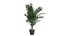 Versão de canto Dypsis lutescens