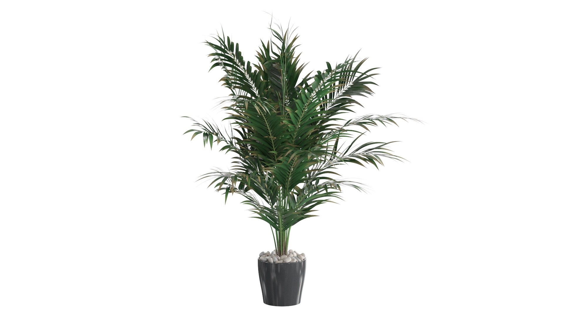 3D Dypsis lutescens corner version model https://p.turbosquid.com/ts-thumb/5Y/VKeAld/ka/2/jpg/1767090825/1920x1080/fit_q87/8bfc816ba31e9b4f3e759aabd2ed3bf30dca194c/2.jpg