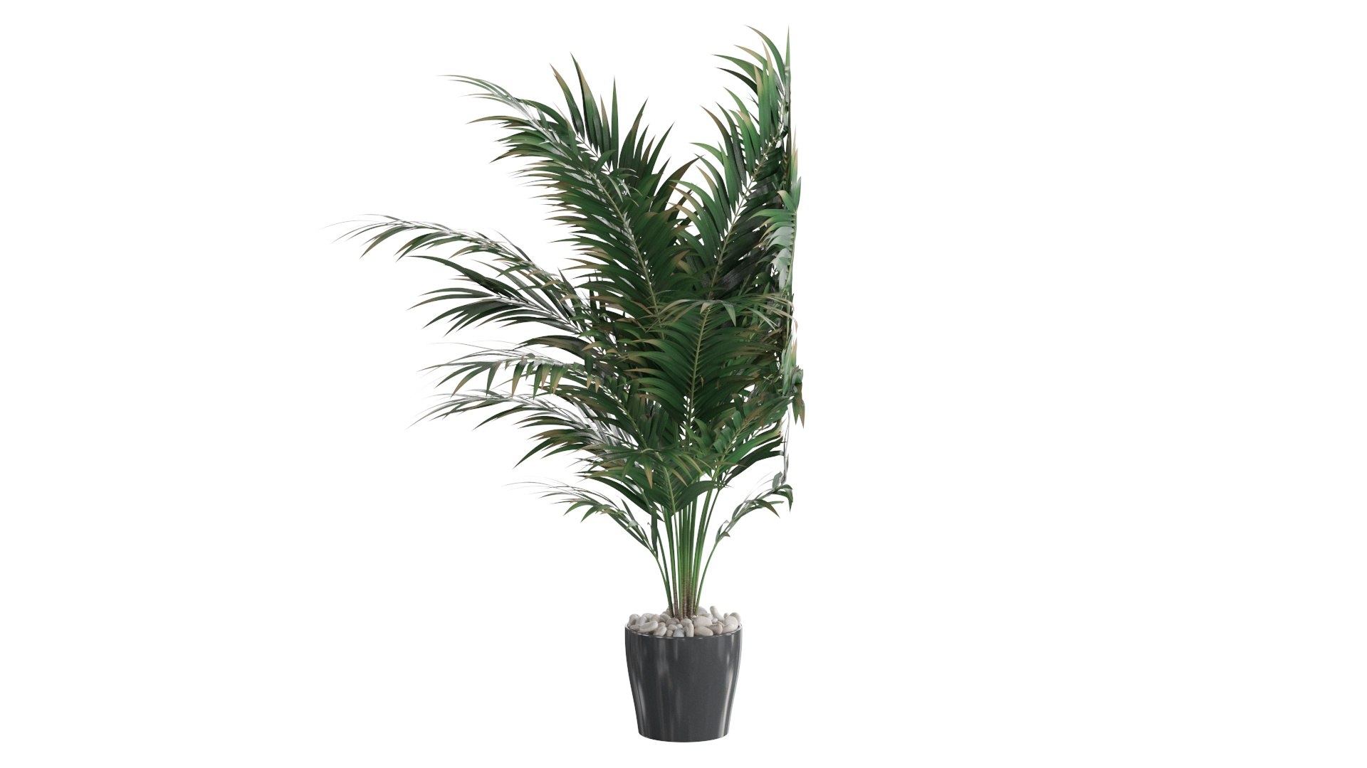 3D Dypsis lutescens corner version model https://p.turbosquid.com/ts-thumb/5Y/VKeAld/mb/06/jpg/1767090703/1920x1080/fit_q87/5f569d079ae32cf5afec599c3874d99de981e1b2/06.jpg