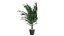 Versão de canto Dypsis lutescens