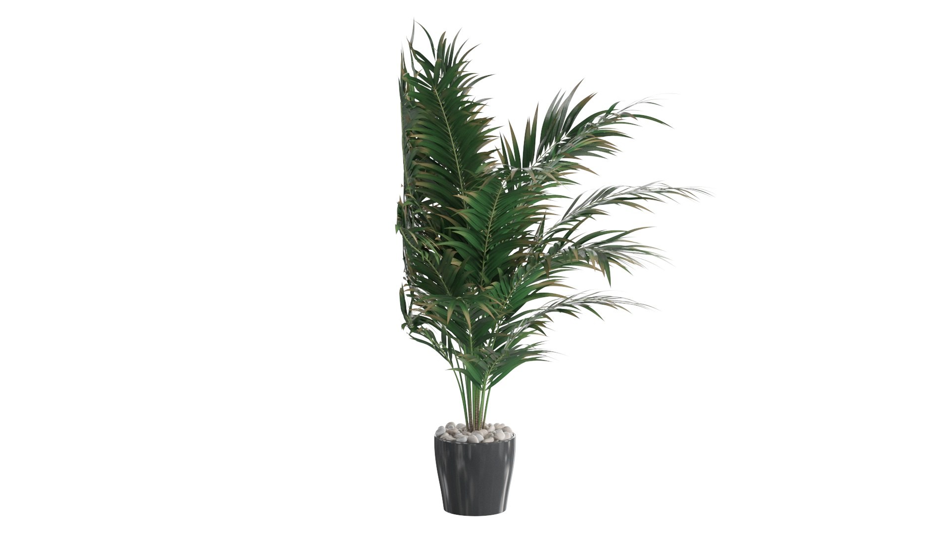 3D Dypsis lutescens corner version model https://p.turbosquid.com/ts-thumb/5Y/VKeAld/r2/04/jpg/1767090824/1920x1080/fit_q87/c993f905d8d255d336cd26d9fd553523f8066650/04.jpg