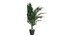 Versão de canto Dypsis lutescens