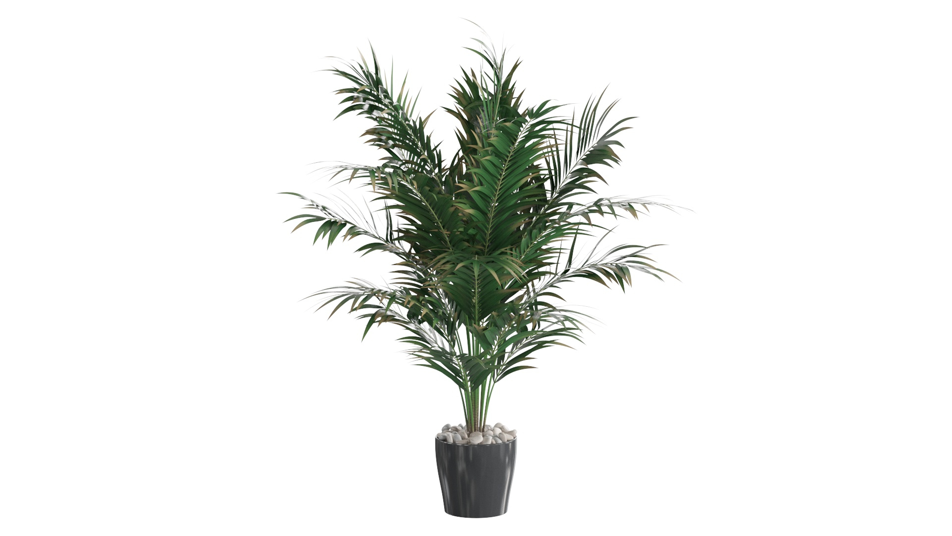 3D Dypsis lutescens corner version model https://p.turbosquid.com/ts-thumb/5Y/VKeAld/vW/01/jpg/1767090950/1920x1080/turn_fit_q99/60c729236c19f3d1992d1dd14762c412f1356bc1/01-1.jpg