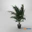 Versão de canto Dypsis lutescens