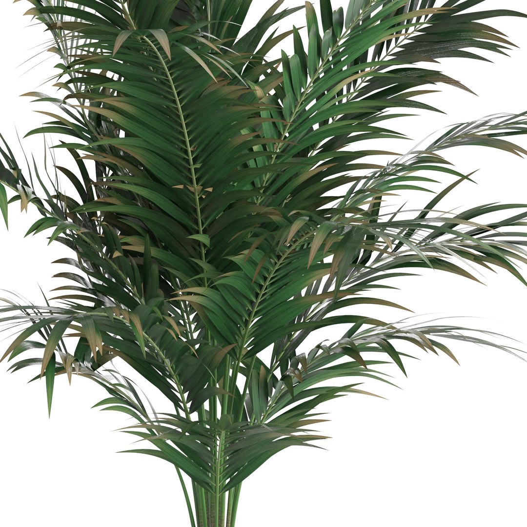 3D Dypsis lutescens corner version model https://p.turbosquid.com/ts-thumb/5Y/VKeAld/zD/03/jpg/1767090700/1920x1080/fit_q87/b6ed8898234c26fc1089eb71fb4545f32d259cb1/03.jpg