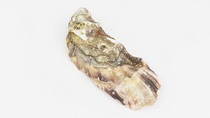 Irish Oyster Ireland