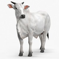 Zebu Cattle Male Looking Fur