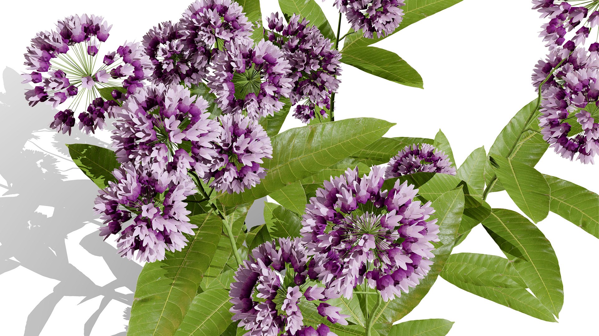 3D model Wildflower Meadow Bundle https://p.turbosquid.com/ts-thumb/5Y/hF4Ber/7y/02commonmilkweed2z23l/jpg/1774814558/1920x1080/fit_q87/48e894a8e852e8657ff8691b84b0f36d850b38e0/02commonmilkweed2z23l.jpg