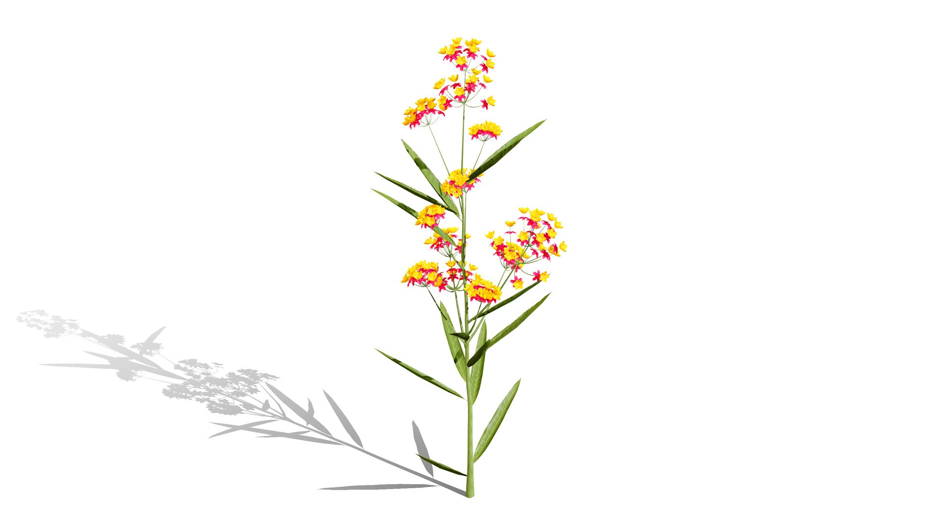 3D model Wildflower Meadow Bundle https://p.turbosquid.com/ts-thumb/5Y/hF4Ber/Bc/butterflyweedl/jpg/1774814557/1920x1080/fit_q87/c2dbce34d269f4966b5016296a6045675350fe0e/butterflyweedl.jpg