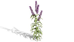 3D model Wildflower Meadow Bundle