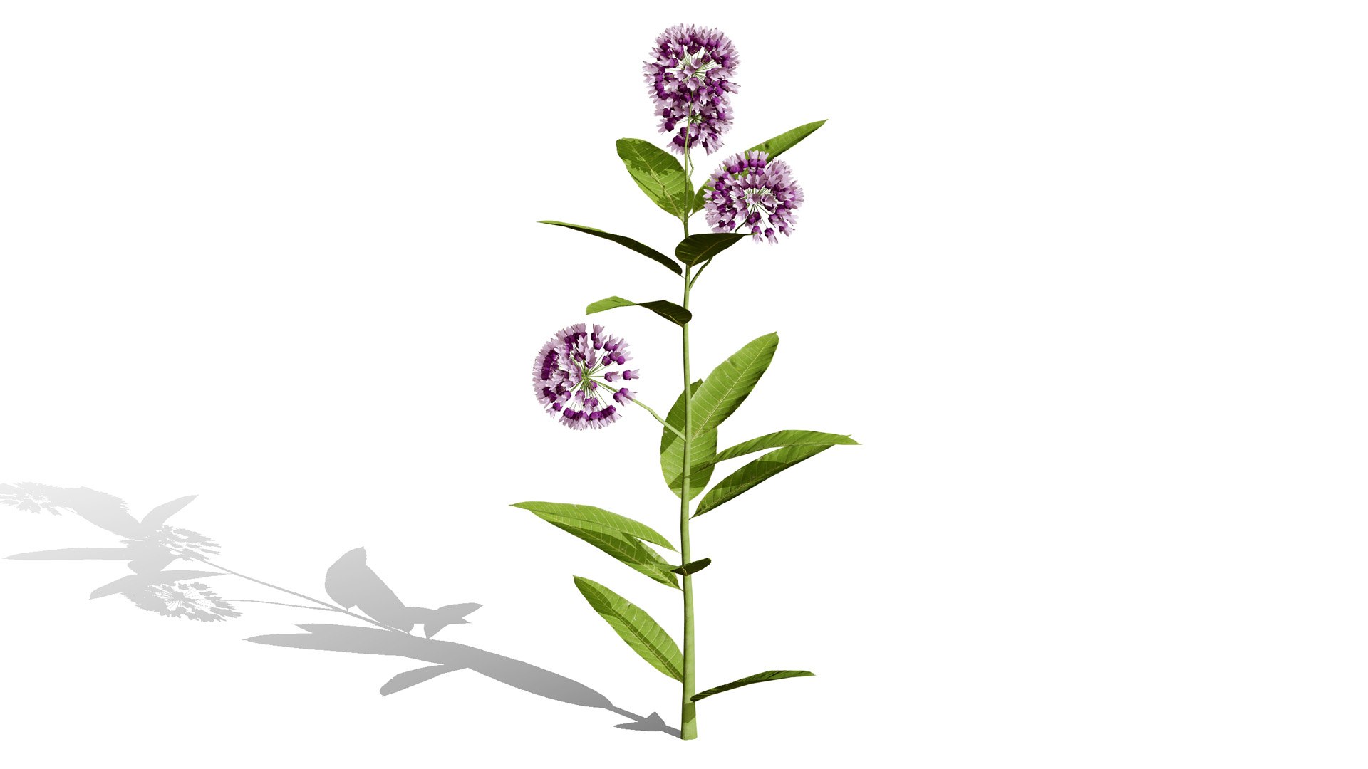 3D model Wildflower Meadow Bundle https://p.turbosquid.com/ts-thumb/5Y/hF4Ber/a8/commonmilkweedl/jpg/1774814558/1920x1080/fit_q87/1875c3ece65e5d36610af0719d4d962f60354f11/commonmilkweedl.jpg