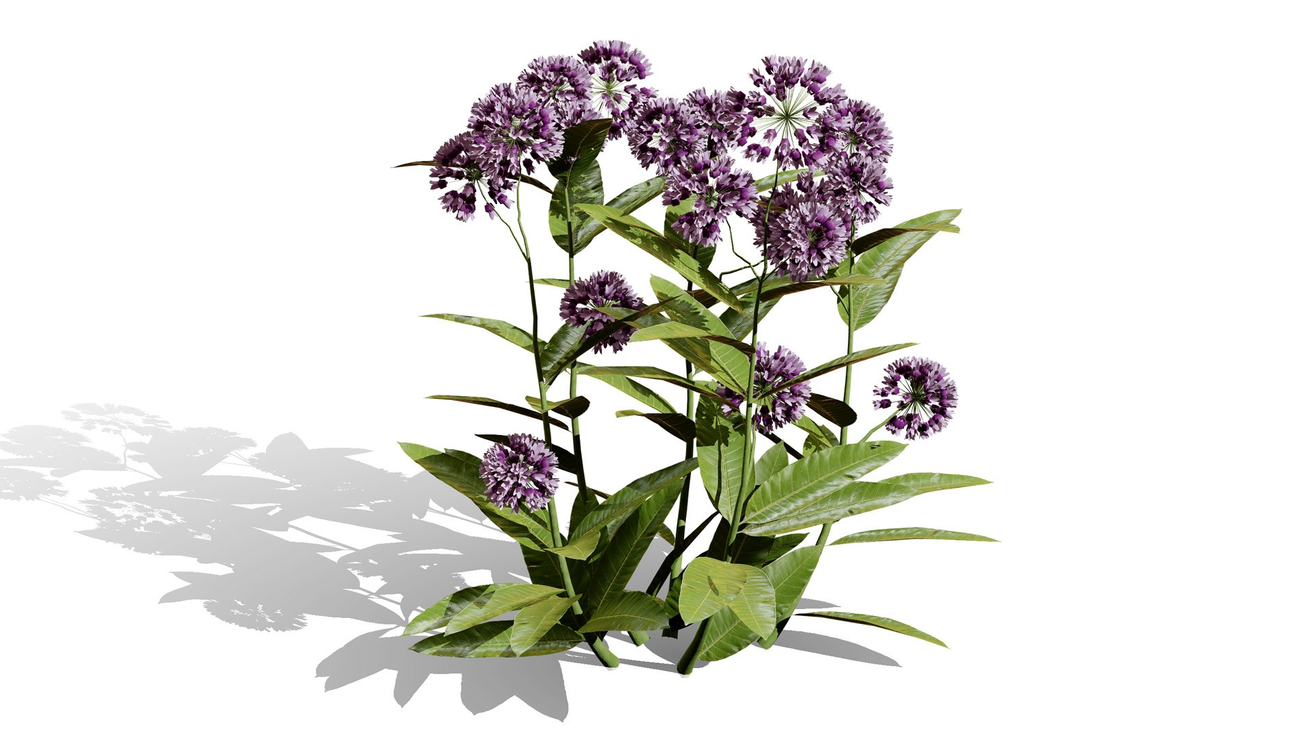 3D model Wildflower Meadow Bundle https://p.turbosquid.com/ts-thumb/5Y/hF4Ber/wJ/commonmilkweed2l/jpg/1774814558/1920x1080/fit_q87/d44d271a9a035870e62f2f64107d331843cba9e6/commonmilkweed2l.jpg