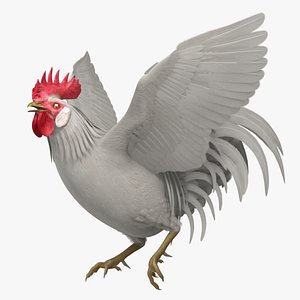 Gallus Domesticus "White Domestic Rooster"