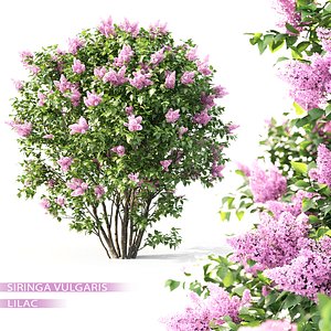 3D shrub lilac flowering model