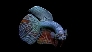 3D 2020 rigged betta model