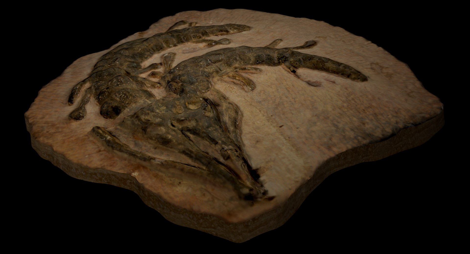 3D crocodile fossil https://p.turbosquid.com/ts-thumb/5Y/vTQ6ry/3sFOwxxz/screen11_0071/tif/1560987811/1920x1080/fit_q87/06bd964afd985f551963a38ce52a480d05ac5bd0/screen11_0071.jpg