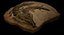 Crocodile Fossil