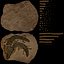 Crocodile Fossil