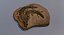 Crocodile Fossil