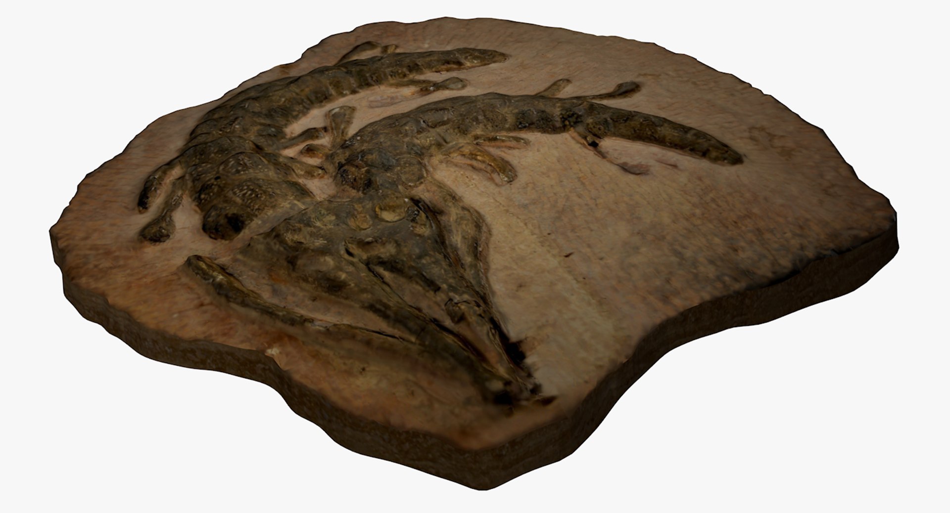 3D crocodile fossil https://p.turbosquid.com/ts-thumb/5Y/vTQ6ry/JSfLzwAH/screen1_0071/tif/1560987776/1920x1080/fit_q87/6bd16498a4c3457bbc273dc3b6531b79ead0409b/screen1_0071.jpg