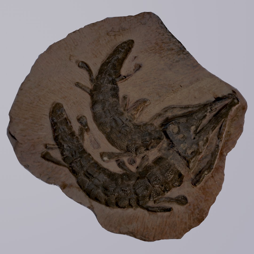 3D crocodile fossil https://p.turbosquid.com/ts-thumb/5Y/vTQ6ry/MOJCbVjM/type02_signature_mage/tif/1560987971/1920x1080/fit_q87/0f86015fed35018ee5c83e2bc38140b839cc307c/type02_signature_mage.jpg
