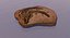 Crocodile Fossil