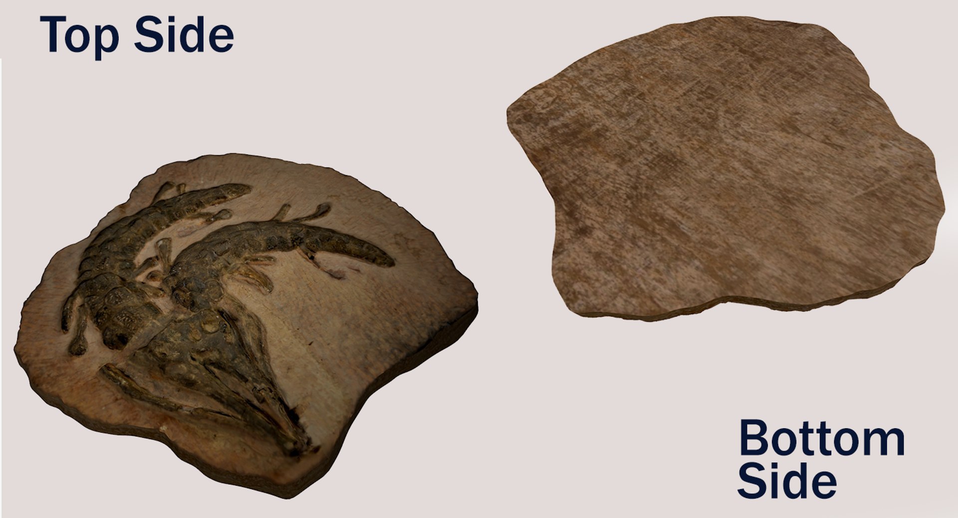 3D crocodile fossil https://p.turbosquid.com/ts-thumb/5Y/vTQ6ry/hhQFRyzU/fossillbundle/png/1564553044/1920x1080/fit_q87/543c28344b68d71b5df5f390209843d3a90976a3/fossillbundle.jpg
