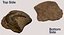Crocodile Fossil