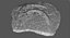 Crocodile Fossil