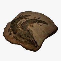 Crocodile Fossil