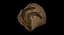 Crocodile Fossil